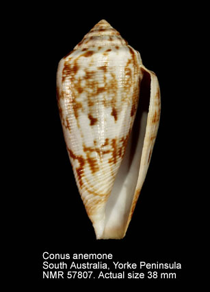 Conus anemone (7).jpg - Conus anemone Lamarck,1810
